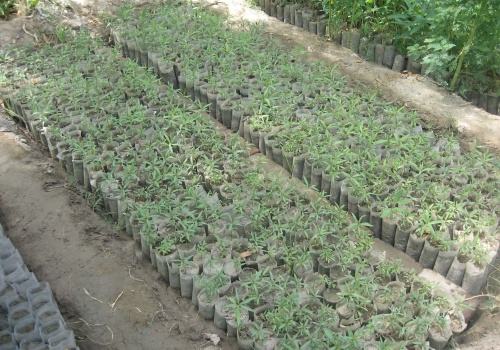 Hidaya Foundation Saplings