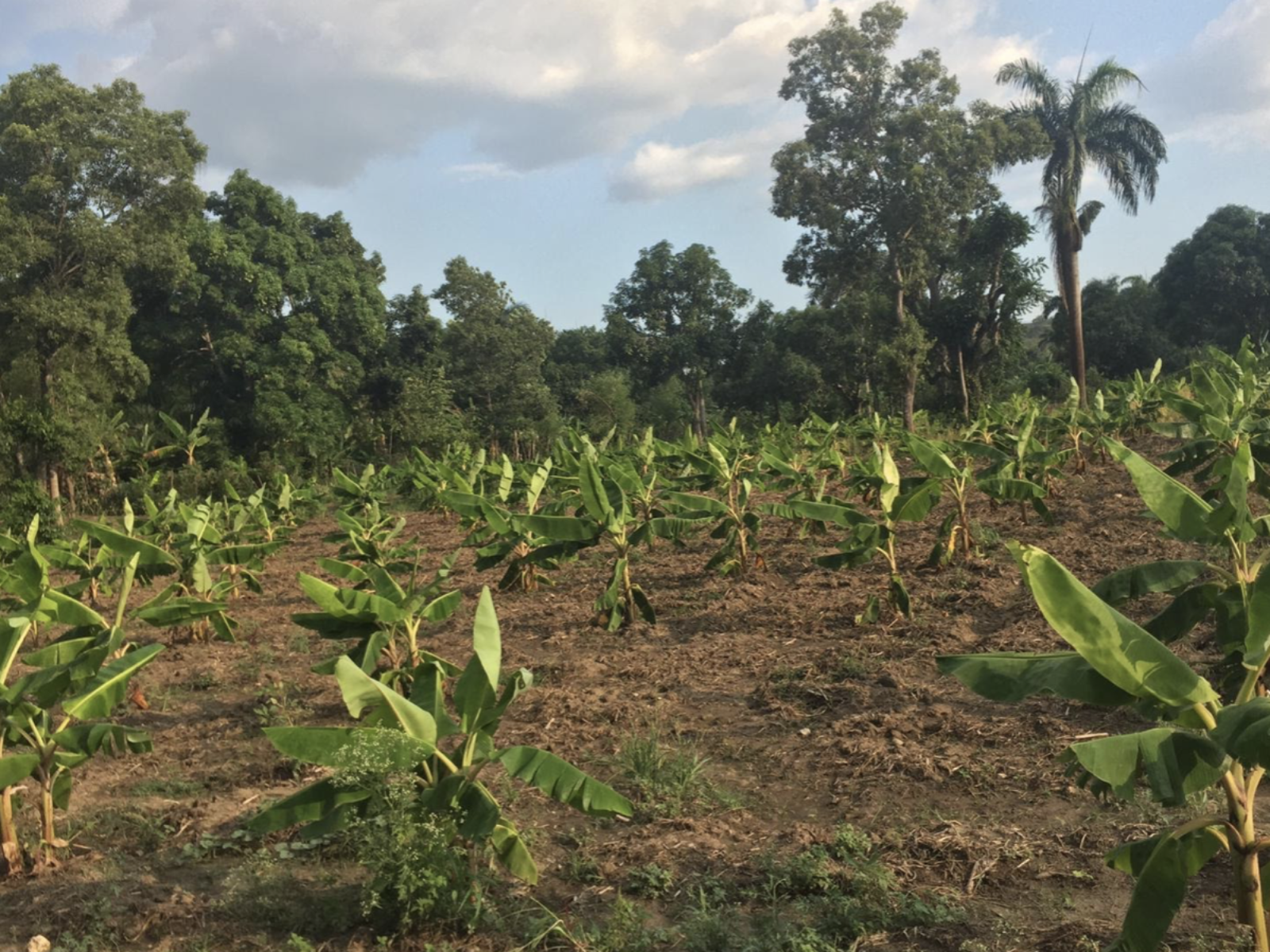 Haiti Tree Nurseries (PC Partners in Agriculture)