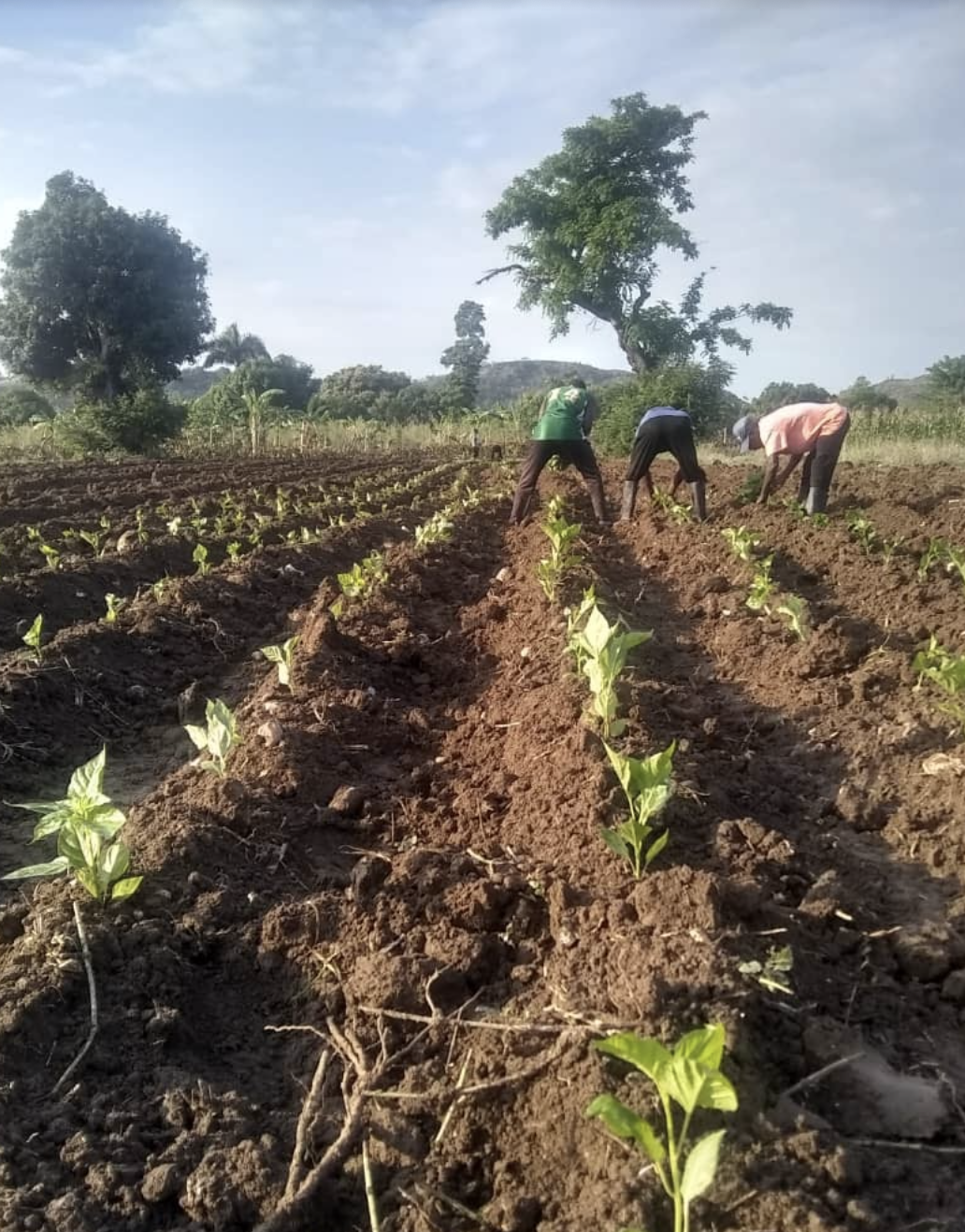 Haiti Tree Nurseries (PC Partners in Agriculture)